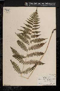 Athyrium filix-femina var. asplenioides image