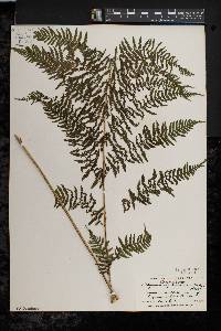 Athyrium filix-femina var. asplenioides image