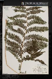 Athyrium filix-femina var. asplenioides image