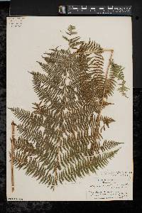 Athyrium filix-femina var. asplenioides image