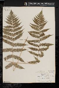 Athyrium filix-femina var. asplenioides image