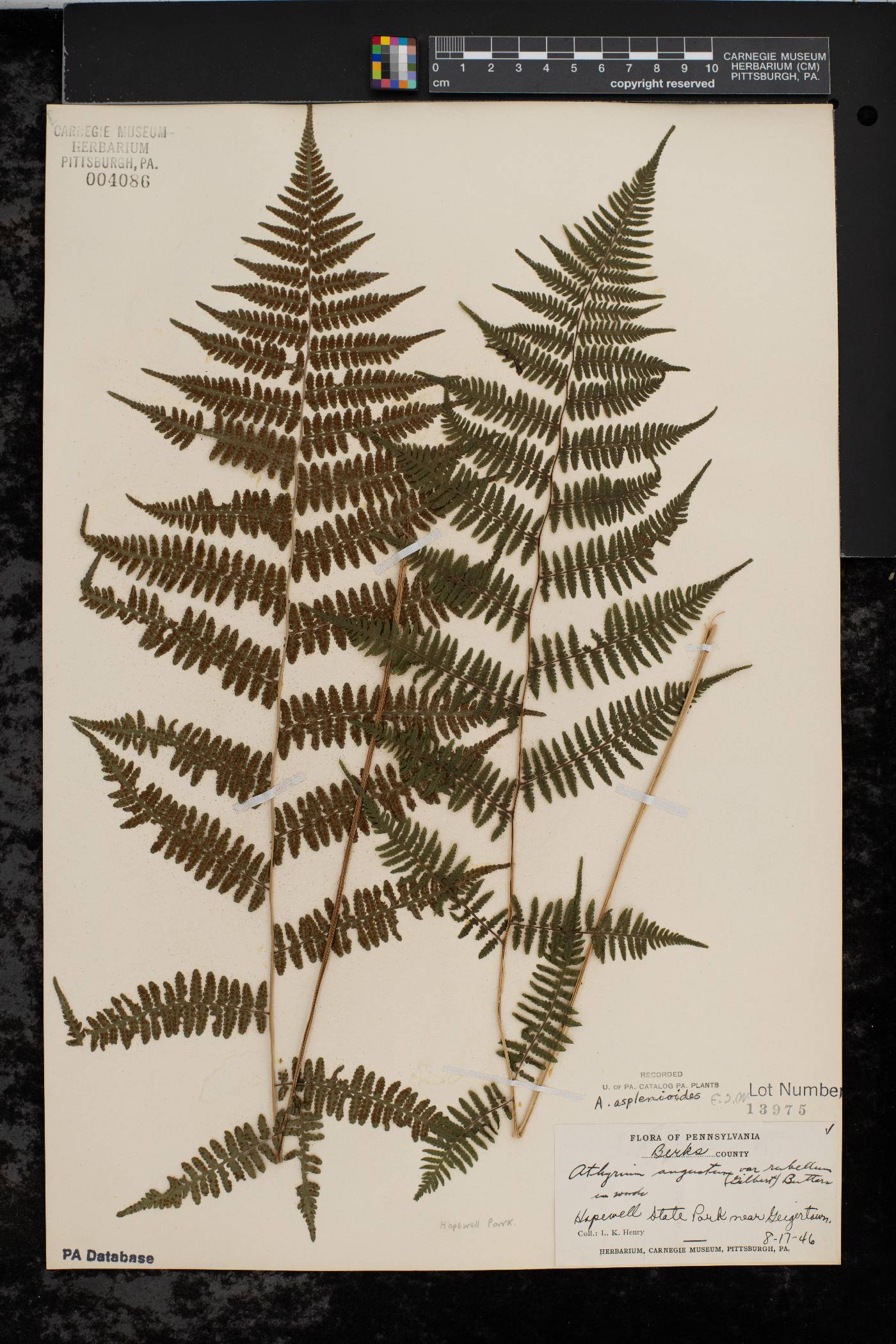Athyrium filix-femina var. asplenioides image