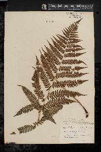Athyrium filix-femina var. asplenioides image