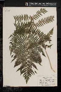 Athyrium filix-femina var. asplenioides image