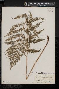 Athyrium filix-femina var. asplenioides image