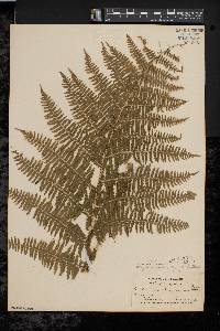 Athyrium filix-femina var. asplenioides image