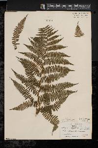 Athyrium filix-femina var. asplenioides image