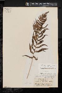 Thelypteris palustris var. pubescens image