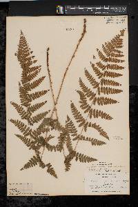 Dryopteris × boottii image