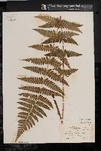 Dryopteris × boottii image