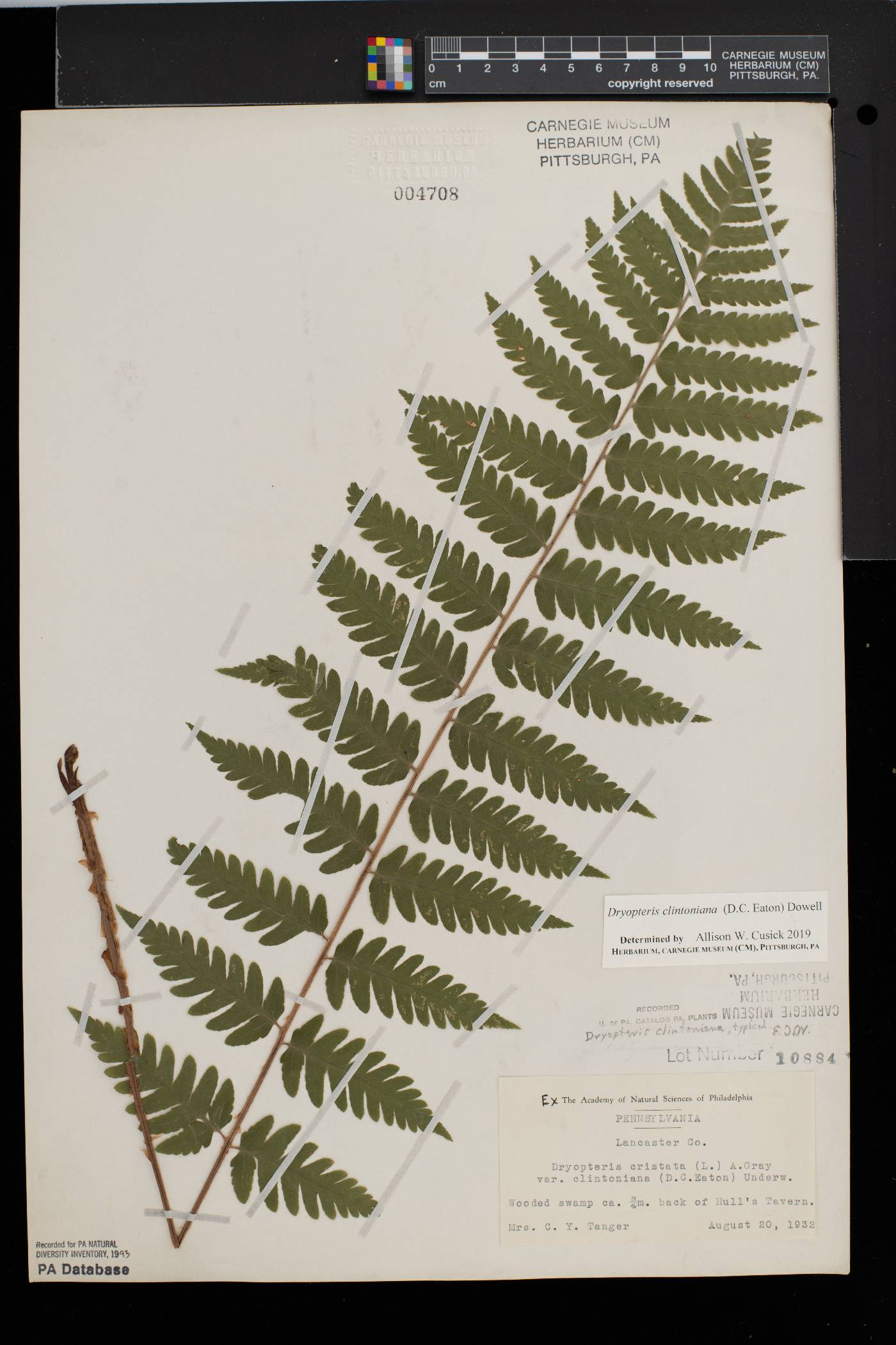 Dryopteris clintoniana image