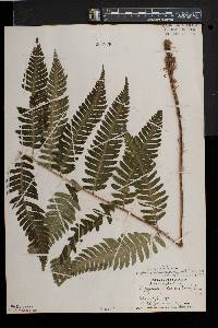 Dryopteris goldieana image