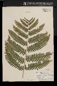 Dryopteris goldieana image