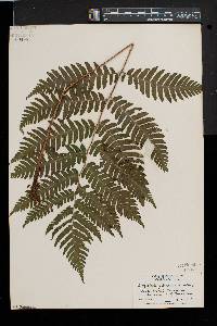 Dryopteris goldieana image