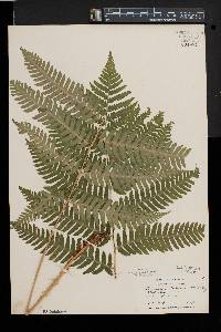 Dryopteris goldieana image