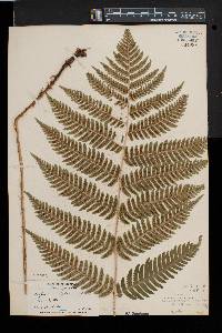 Dryopteris goldieana image