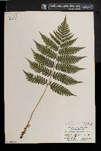 Dryopteris goldieana image