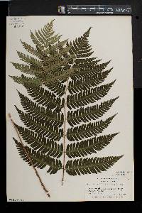 Dryopteris goldieana image