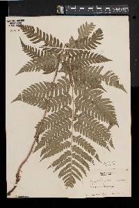 Dryopteris goldieana image