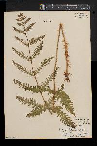 Dryopteris goldieana image