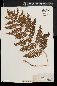 Dryopteris goldieana image