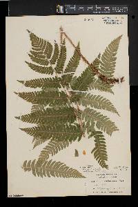 Dryopteris goldieana image