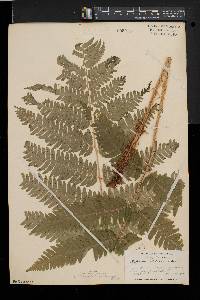 Dryopteris goldieana image