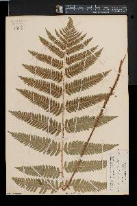 Dryopteris goldieana image