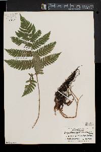 Dryopteris goldieana image