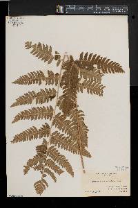 Dryopteris goldieana image