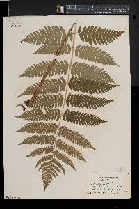 Dryopteris goldieana image