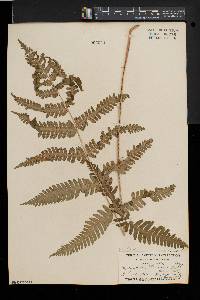 Dryopteris goldieana image