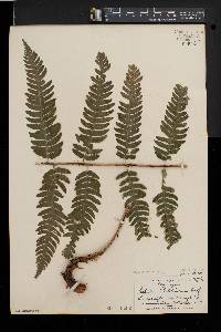 Dryopteris goldieana image