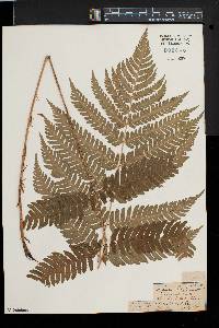 Dryopteris goldieana image