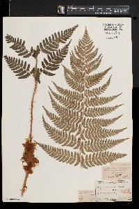 Dryopteris marginalis f. elegans image