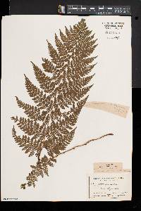 Dryopteris × triploidea image