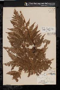 Dryopteris campyloptera image