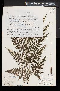 Dryopteris × triploidea image