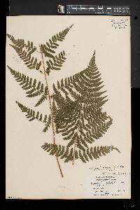 Dryopteris × triploidea image