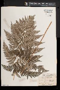 Dryopteris × triploidea image