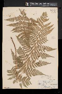 Dryopteris × triploidea image