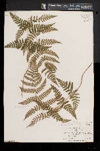 Dryopteris × triploidea image