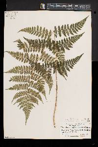 Dryopteris × triploidea image