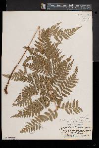 Dryopteris × triploidea image