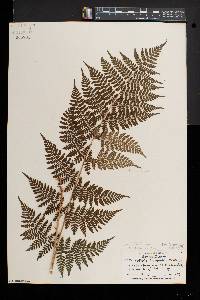 Dryopteris × triploidea image