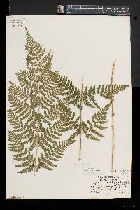 Dryopteris × triploidea image