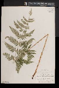 Dryopteris × triploidea image