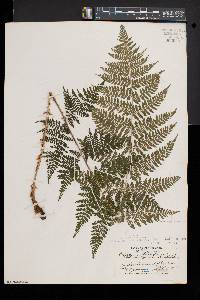 Dryopteris × triploidea image