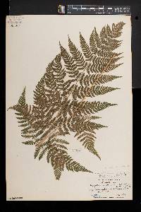 Dryopteris × triploidea image