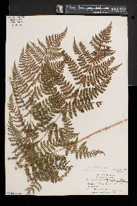 Dryopteris × triploidea image